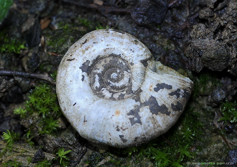 Gasteropoda campigiano